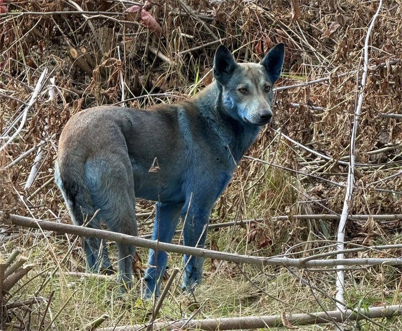 Znanstveniki so popolnoma zmedeni: kaj takega na območju Černobila še niso videli (FOTO)