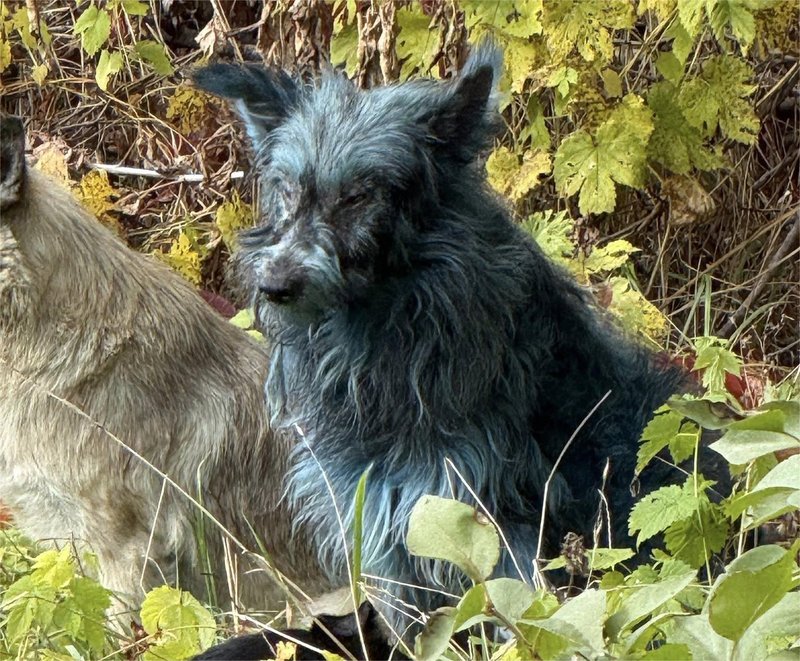 Znanstveniki so popolnoma zmedeni: kaj takega na območju Černobila še niso videli (FOTO)