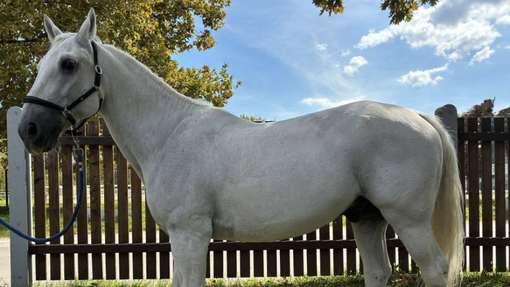 Plemeniti sodelavec policije prepuščen trgu: kakšna bo usoda lipicanca Pluta Famose?