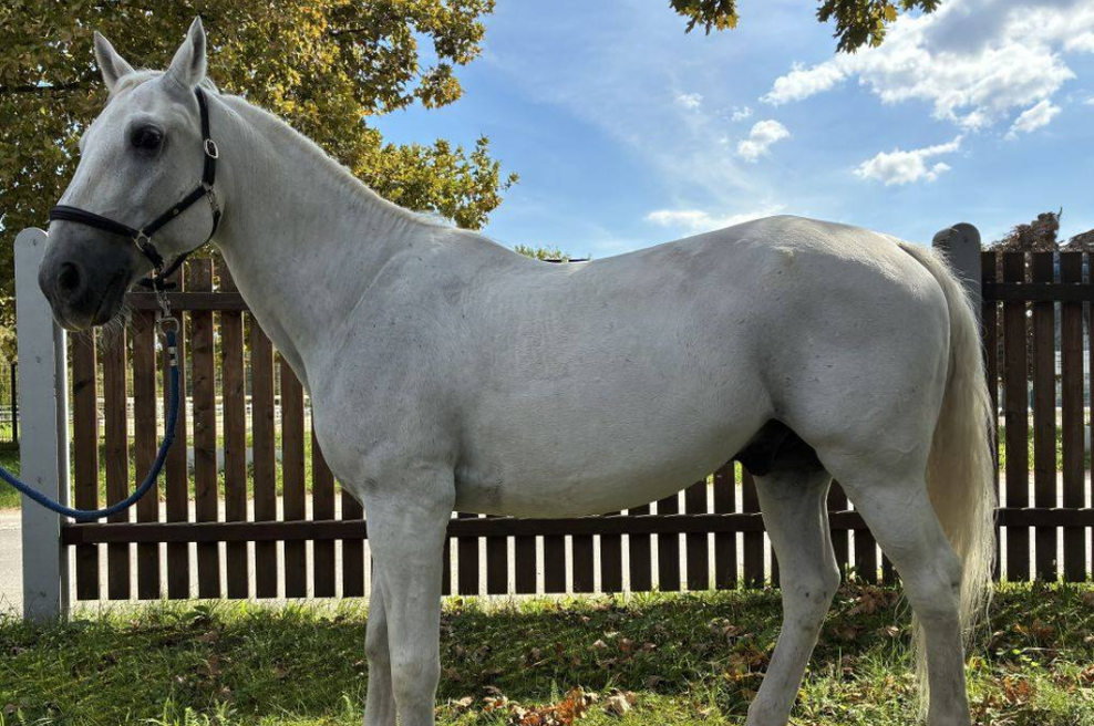 Plemeniti sodelavec policije prepuščen trgu: kakšna bo usoda lipicanca Pluta Famose? (foto: Policija.si)