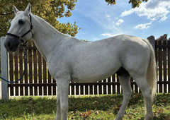 Plemeniti sodelavec policije prepuščen trgu: kakšna bo usoda lipicanca Pluta Famose?