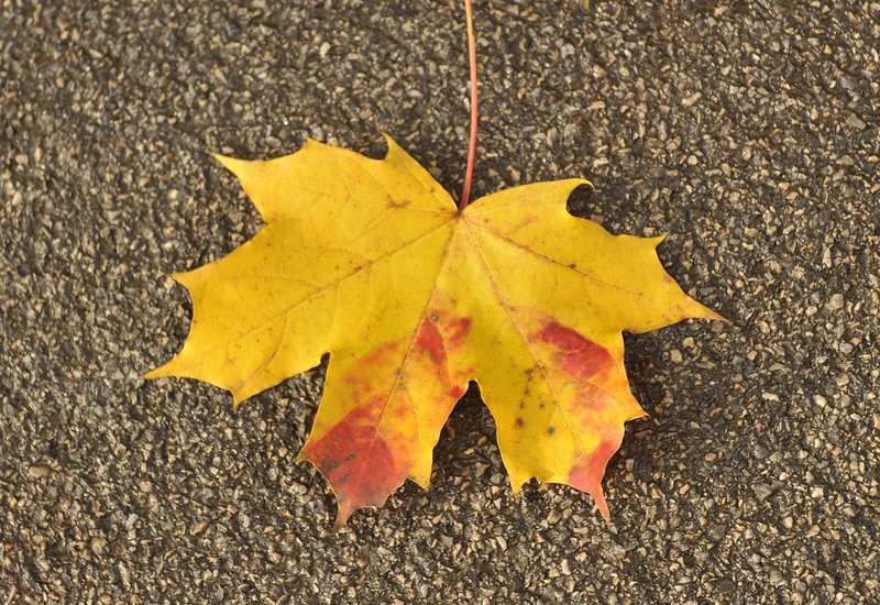 vreme, november, jesen