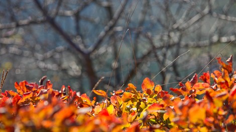 vreme, november, jesen