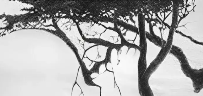 Drevesa Če ste najprej opazili drevesa, to razkriva vašo sposobnost opazovanja širše slike in podrobnosti hkrati. Vaš um deluje z …