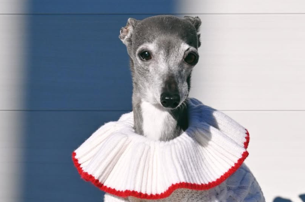 Tragična usoda ene najbolj znanih psičk na svetu: njeno stanje se je nenadoma poslabšalo ... (foto: Instagram/tikatheiggy)