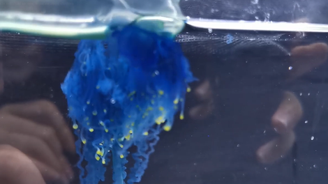 Physalie mikazuki japonska gmota morje nevarnost Azija voda