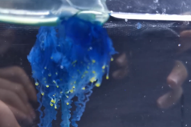 Physalie mikazuki japonska gmota morje nevarnost Azija voda