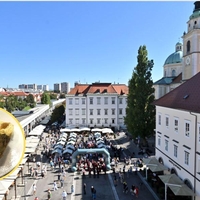 Ljubljana trznica struklji