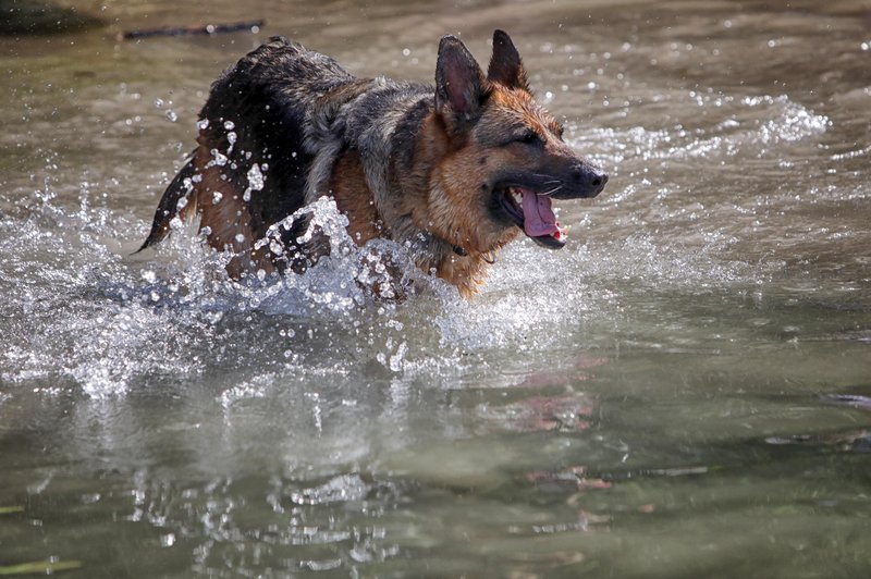 Znano je, zaradi česa je avgusta po kopanju v Bohinjskem jezeru poginil pes