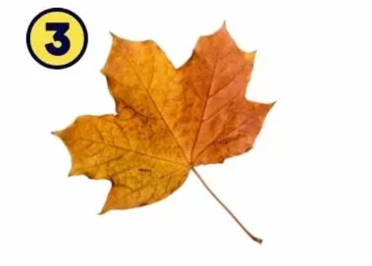 3 Ste mirna duša. Vedno ravnate previdno in iščete harmonijo. Ste tihi, zadržani in radovedni. Imate močno željo po znanju …