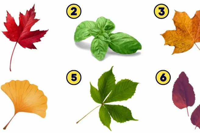 Kateri list ste izbrali? Psihološki test, ki razkriva vaše najboljše lastnosti