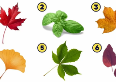 Kateri list ste izbrali? Psihološki test, ki razkriva vaše najboljše lastnosti