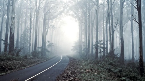 Oko kamere v gozdu ujelo divjo zver v trenutku, ki ne gre iz pozabe: gre za redki posnetek njenega početja v naravi