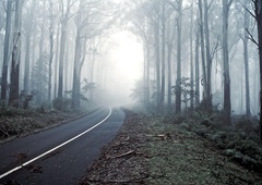 Kamera v gozdu nedaleč stran od nas ujela zveri, ob katerih se je marsikomu naježila koža: samo poglejte, kaj so počele