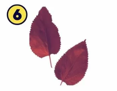 6 Če ste izbrali zadnji list, je vaša najbolj izstopajoča lastnost iskrenost. Ne marate laži ali manipulacij za dosego ciljev. …