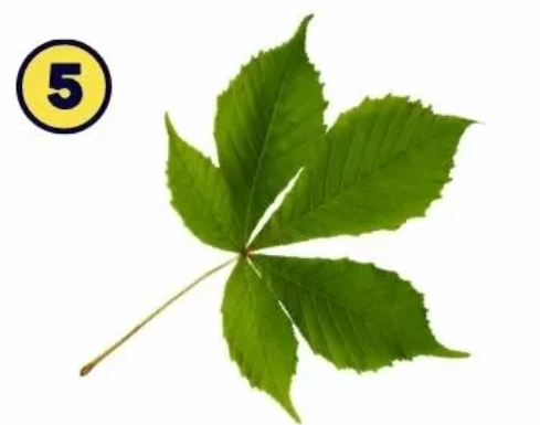 5 Vaša najbolj izstopajoča lastnost je ustvarjalnost. Imate umetniško naravnanost in izrazito osebnost, ki združuje tako ekstrovertiranost kot introvertiranost. Cenite …