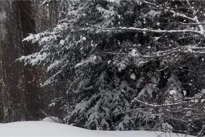 Ste našli psa na sliki? To uspe le osebam z visokim IQ-jem