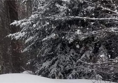 Ste našli psa na sliki? To uspe le osebam z visokim IQ-jem