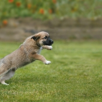 pes globa privezovanje slovenija pravilo zakon