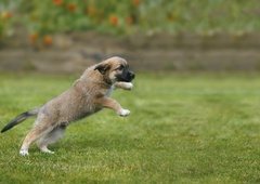 Previdno, če imate doma psa: po novem vas lahko takšno početje vodi do kar 1600 evrov globe!