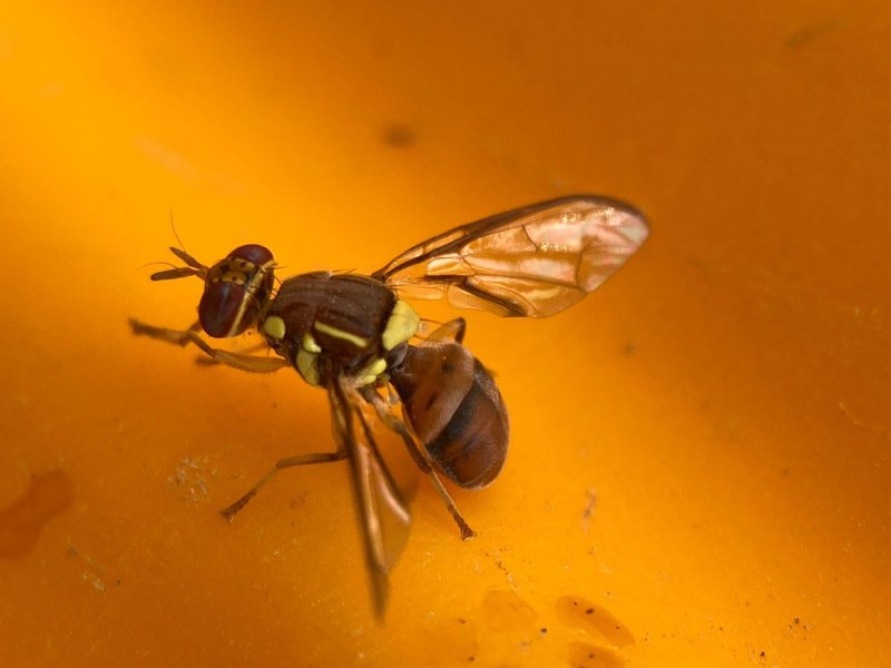 orientalska plodova muha