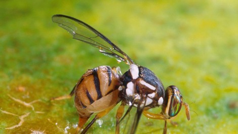 orientalska plodova muha