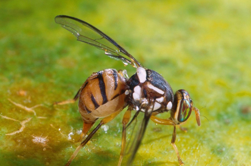 V bližini Slovenske meje odkrili nevarnega škodljivca iz Azije (foto: Profimedia)