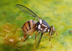 V bližini slovenske meje odkrili nevarnega škodljivca iz Azije
