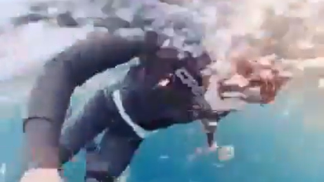 sinji kit potapljanje norveska zemlja zival usoda video