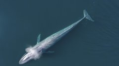 sinji kit zival zemlja planet srecanje potapljanje usoda hrana prizor