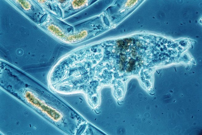 tarigrada medvedek znanost odkritje zivljenje bolezni