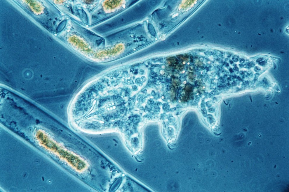 tarigrada medvedek znanost odkritje zivljenje bolezni