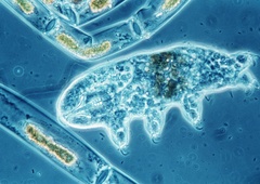 Znanstveniki pogledali v telo pol milimetra velikega bitja in obstalo kot vkopani: kar so odkrili, bi lahko povsem spremenilo naša življenja