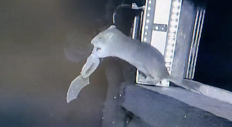 Kamera v jami posnela nekaj osupljivega: prizor, ki je presenetil celo znanstvenike (VIDEO)