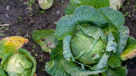 zelje resitev otekline stopala  zenska zdravje recept stara modrost