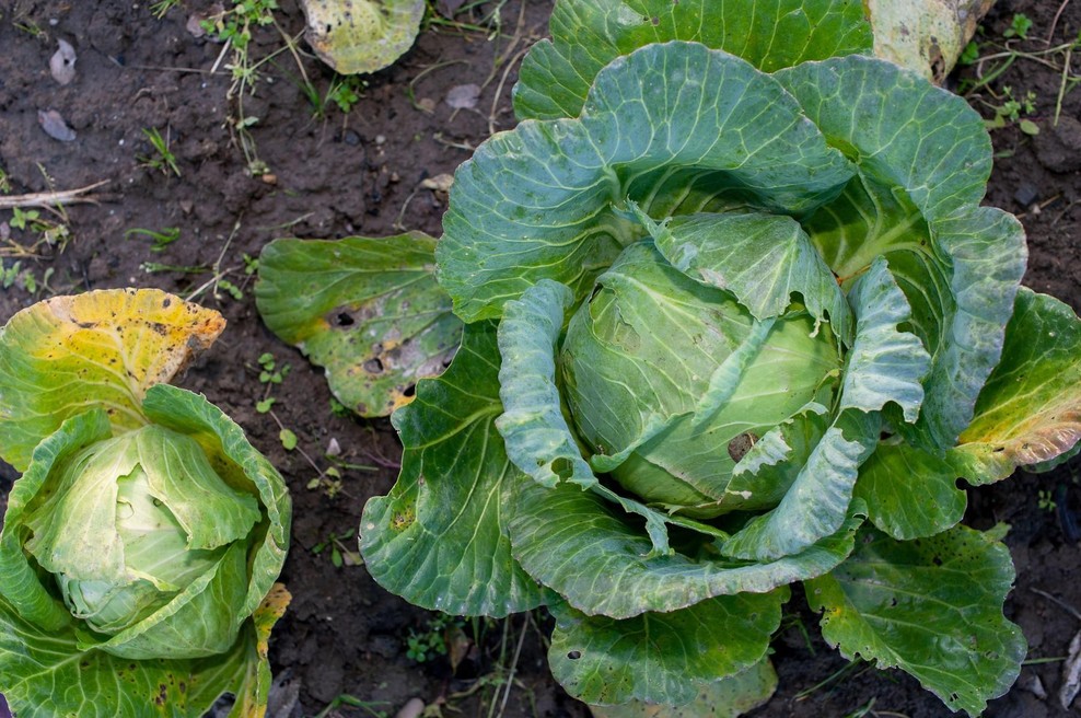 Ženska na stopala položila liste zelja: na osupljivo preprost način rešila težavo, ki muči številne Slovence (foto: Profimedia)