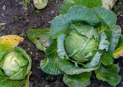 Ženska na stopala položila liste zelja: na osupljivo preprost način rešila težavo, ki muči številne Slovence