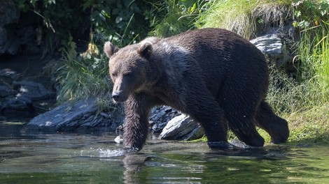 medved, grizli