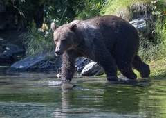 Medved napadel skupino otrok, starih 9 in 10 let