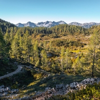 gozdovi slovenija svarilo sajenje ni v redu napaka prekrsek dovolj