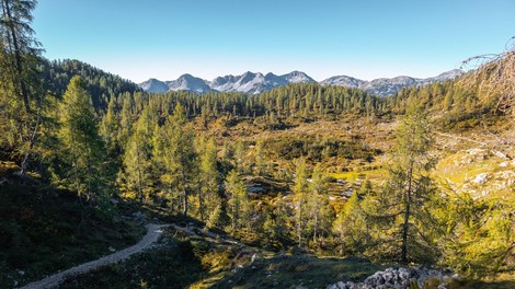 gozdovi slovenija svarilo sajenje ni v redu napaka prekrsek dovolj