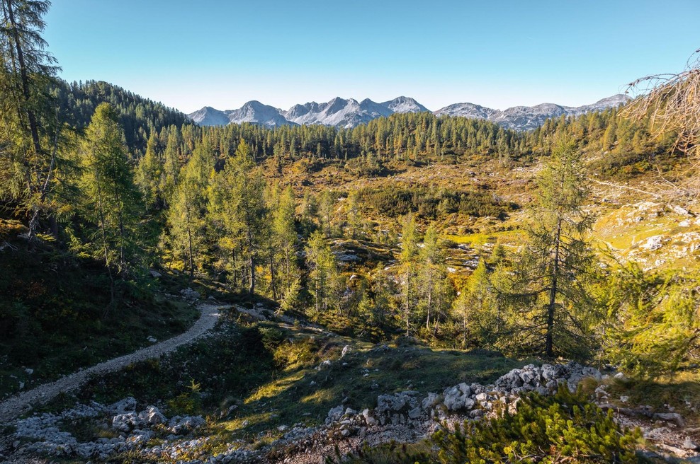 V slovenskih gozdovih ljudje vse bolj počnejo nekaj, kar preprosto ni v redu: resno opozorilo - bilo je dovolj! (foto: Profimedia)