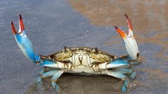 modra rakovica jadran tezave morje hrana voda hrvaska