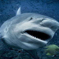 morski pes, morski bik