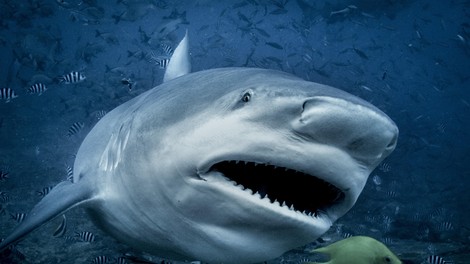 morski pes, morski bik