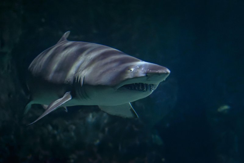 morski pes, morski bik