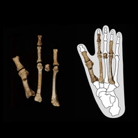 Yohannes Haile-Selassie Etiopija Stopalo zgodovina človeštvo razvoj evolucija znanost najdba odkritje