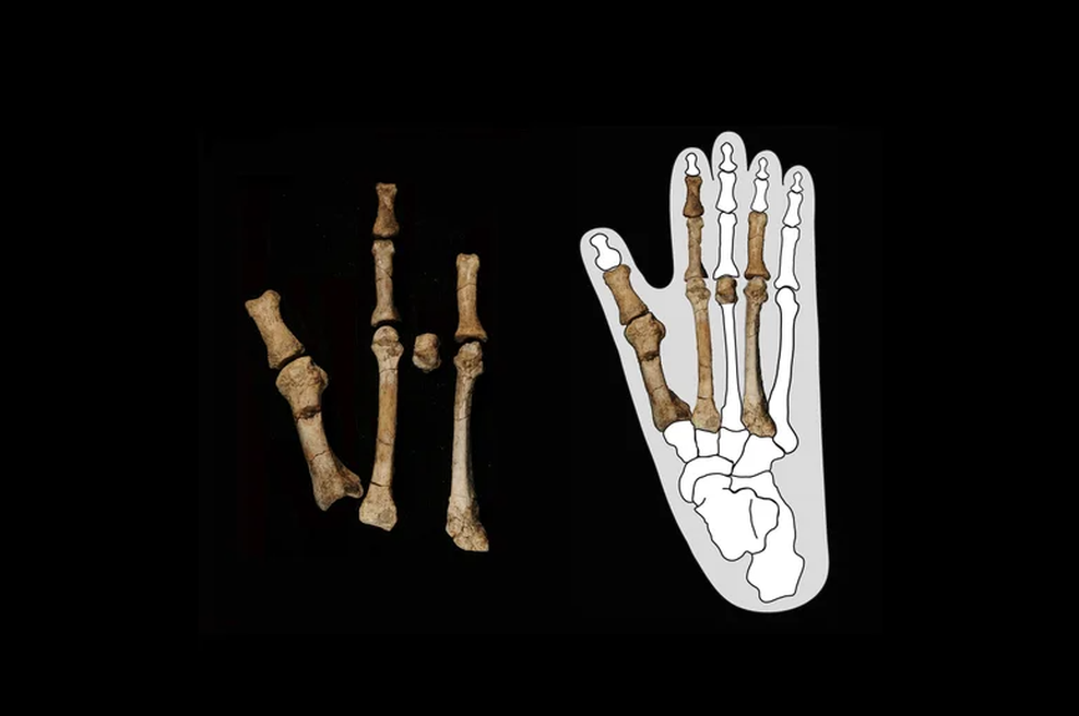 Znanstveniki našli misteriozno stopalo in po 16 letih razvozlali osupljivo skrivnost: zgodovino bo očitno treba spisati na novo! (foto: Yohannes Haile-Selassie)