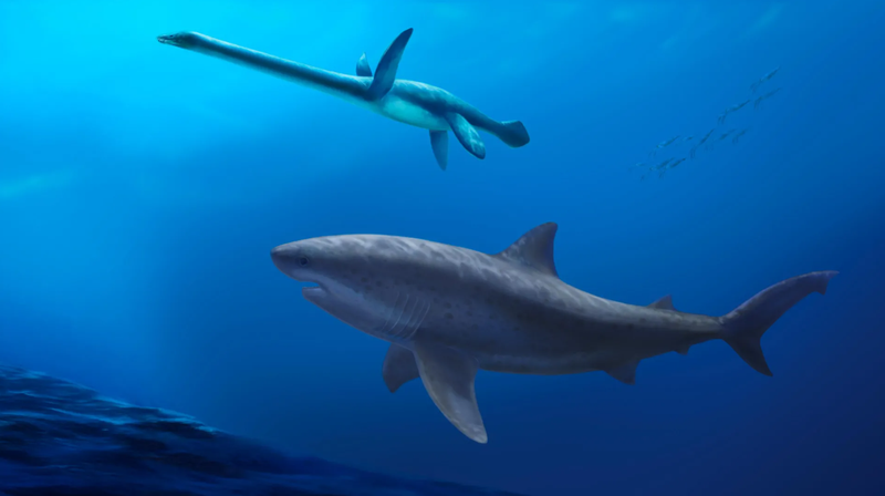 Znanstveniki priznali, da so se motili: na plaži odkrili nekaj, kar jih je popolnoma zmedlo