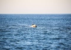 Moški ribaril v morju pri Savudriji: ko je pogledal v vodo, ga je spreletel srh, vse je posnel s telefonom